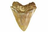 Serrated, Fossil Megalodon Tooth - West Java, Indonesia #160422-1